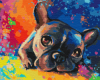 Picture of Colored Bulldog Boxed