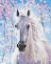 Picture of Horse In Flowers Boxed