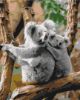 Picture of Koala Family Boxed