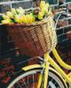 Picture of Basket For Tulips Boxed