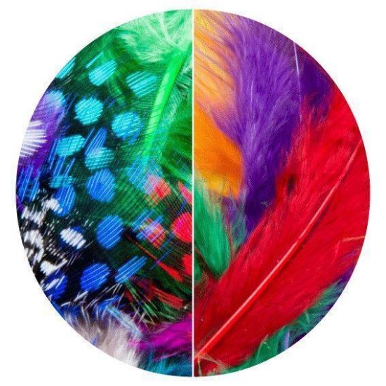 Picture of Dala Mixed Feathers 6Cm 50Pcs